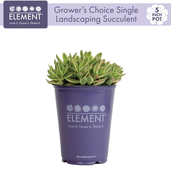 "ELEMENT BY ALTMAN PLANTS 4.5"" LANDSCAPE SUCCULENT"