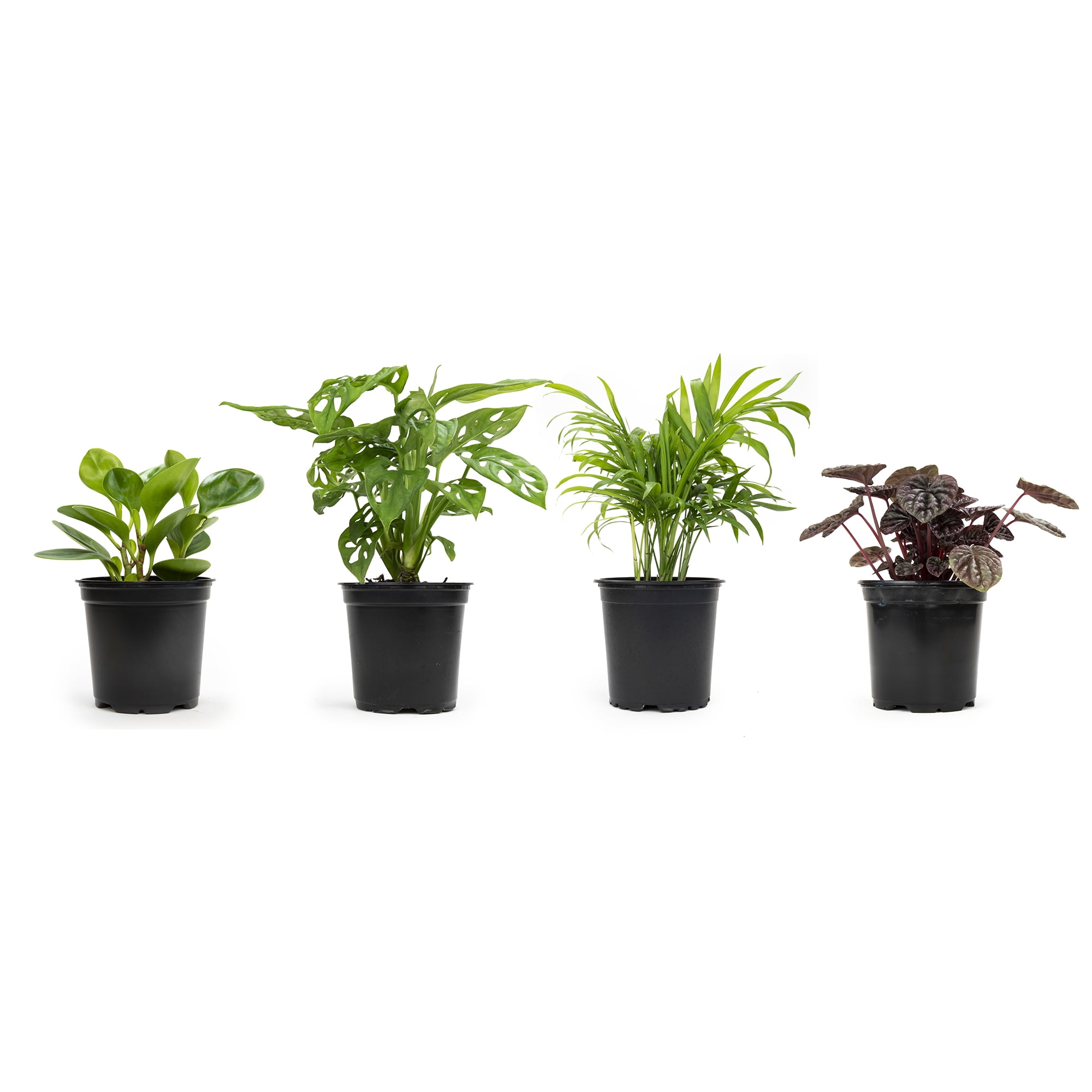 Eco-Friendly 4-Pack Assorted Foliage Indoor/Outdoor Plant Set in Black Plastic Pots