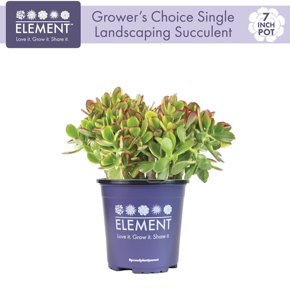 "ELEMENT BY ALTMAN PLANTS 6.5"" LANDSCAPE SUCCULENT"