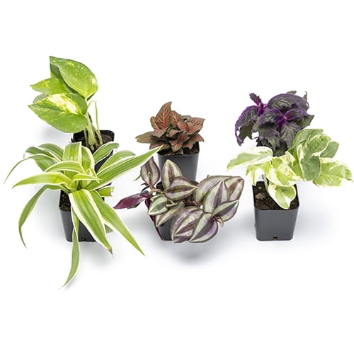 Element by Altman Plants Miniature Live House Plants (6PK), Air Purifying Live Plants, 2" Pots