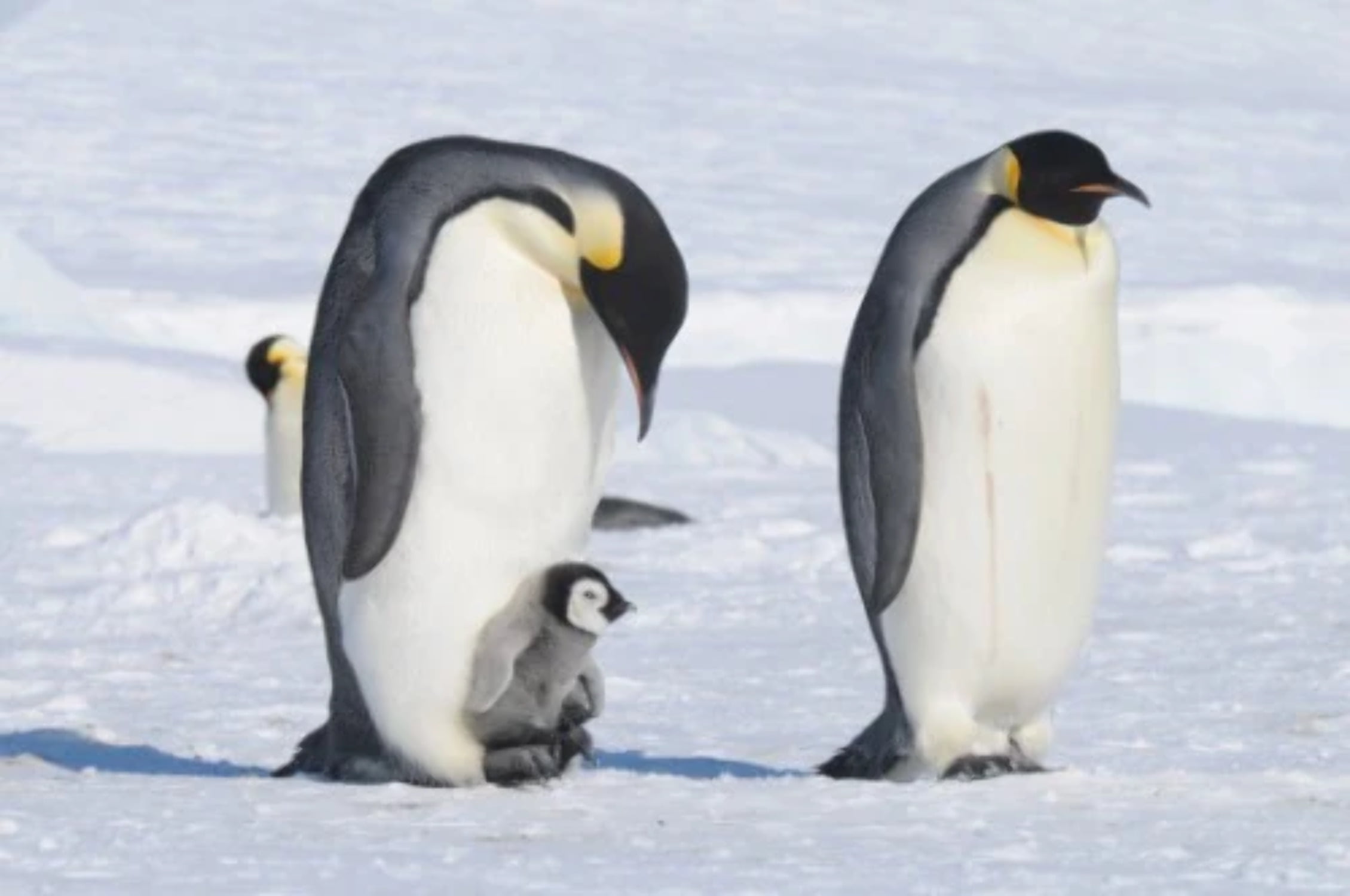 EMPEROR PENGUIN POSTER PICTURE PHOTO BANNER antarctica white belly