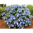 thumbnail image 1 of ENDLESS SUMMER POP STAR HYDRANGEA 2G, 1 of 3