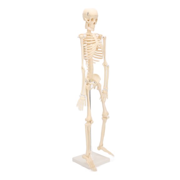 ENYOUNG Human Skeletal Model ABS Human Bone Model with Detachable Function Simulation for Anatomy Classroom and Medical Research, Realistic 33.46 inches / 85.00 cm Scientific Anatomical Skeleton