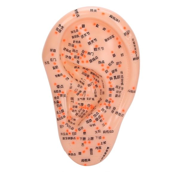 ENYOUNG Professional Human Ear Acupuncture Model with Clear Accurate Acupoints Massage Ear Model for Study Reference, 7.7 inches / 19.5 cm