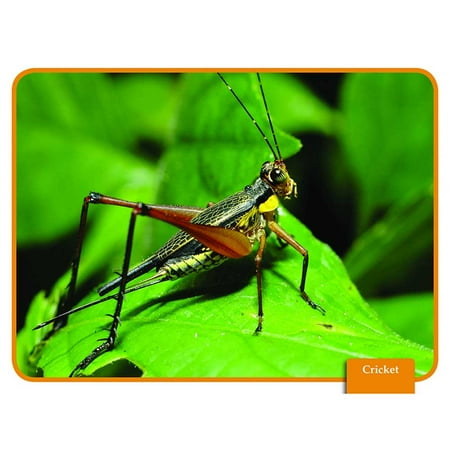 EP-3449 - Science Reading Comp Cards Insects by Edupress