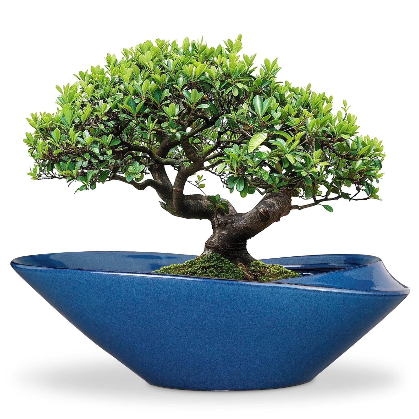EPFamily 18 Inch Shallow Blue Ceramic Bonsai Planter with Drainage Hole – Extra Large Succulent Bowl Pot for Outdoor Plants, Patio, Garden