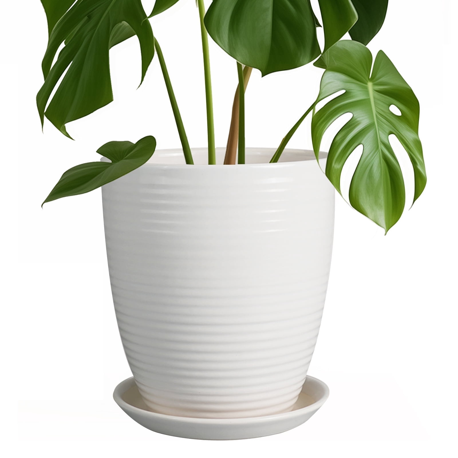 Best HD Pictures about  8 Inch Planter With Drainage  with No AI Images