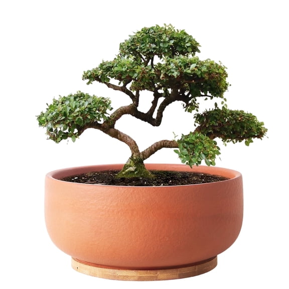 8 inch Terracotta Succulent plant Pot - Shallow Round Pots with Drainage & Bamboo Saucer for Indoor Cactus & Bonsai,Home Decorative,Red