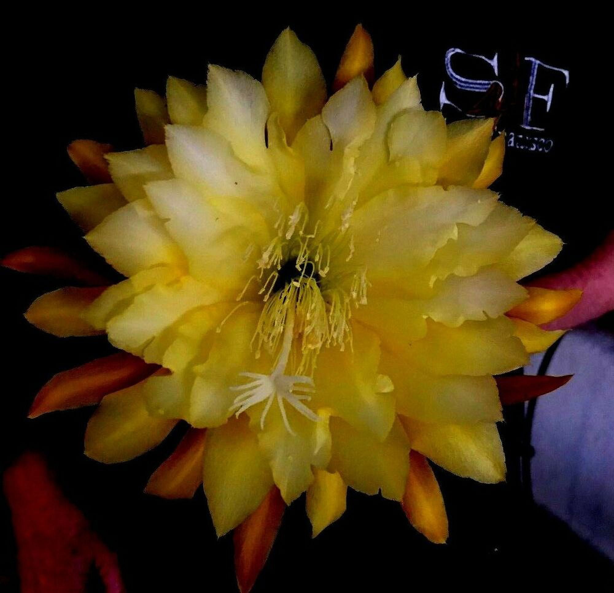 EPIPHYLLUM ORCHID CACTUS ((((( MEADOW LARK )))))