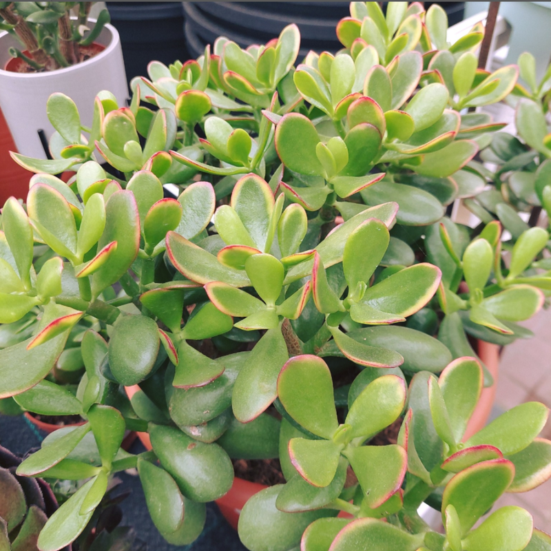 succulents i Types of Succulents | Digital Printable Succulent Identification Chart main image 0