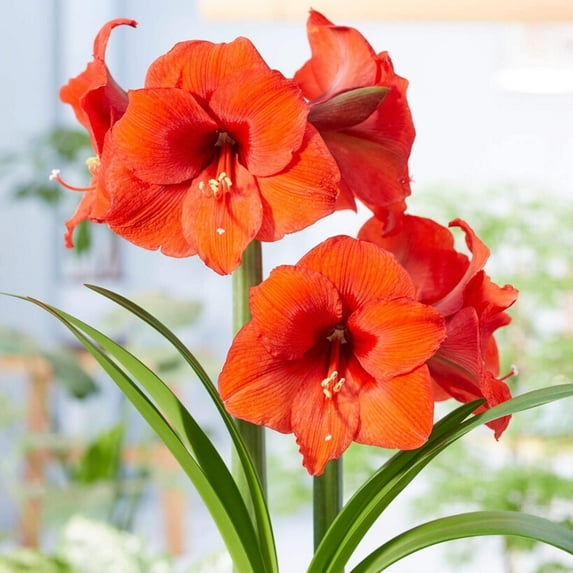 Easy to Grow Amaryllis Desire 1 Plant Bulb, Flower Indoor Holiday or Outdoor Spring Bloom