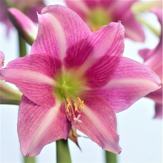 Easy to Grow Amaryllis Estella 1 Plant Bulb, Pink-Purple Flower Indoor Holiday or or Outdoor Spring Bloom