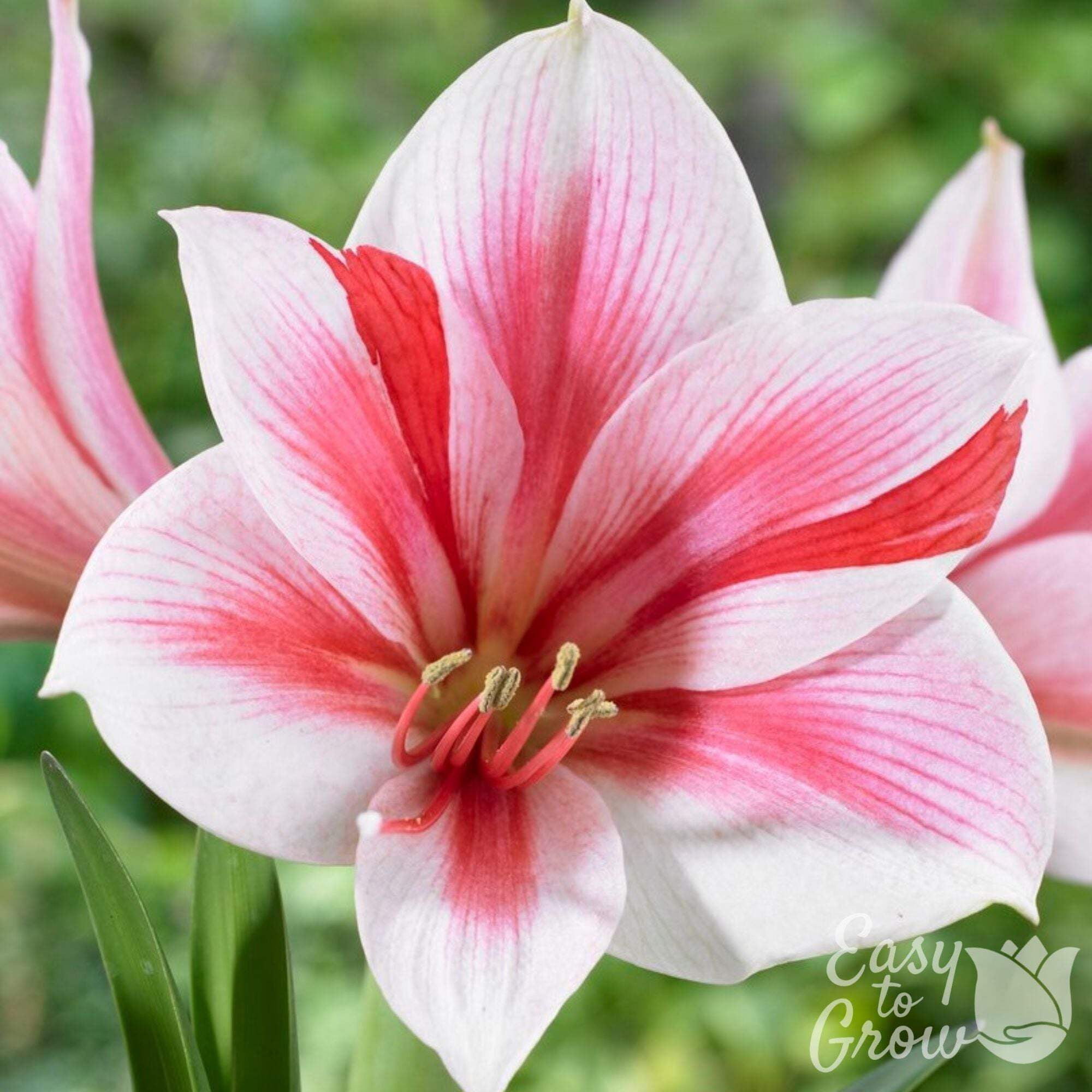 Easy to Grow Bulbs Amaryllis Gervase - Thumbnail 2