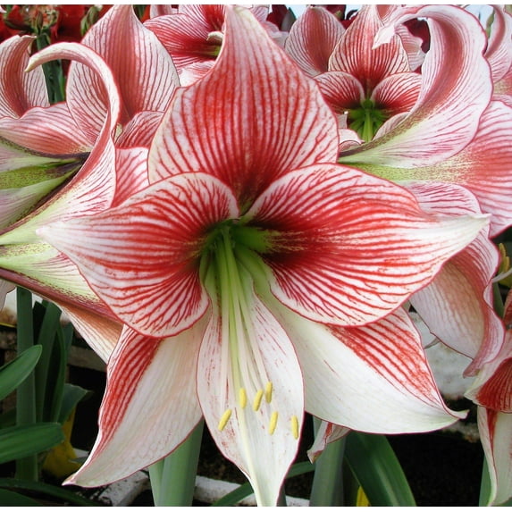 Easy to Grow Amaryllis Glee 1 Plant Bulb, Flower Indoor Holiday or Outdoor Spring Bloom