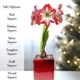 thumbnail image 1 of Easy to Grow Amaryllis Minerva Bulb Planted in a Holiday Square Pot Indoor, 1 of 7
