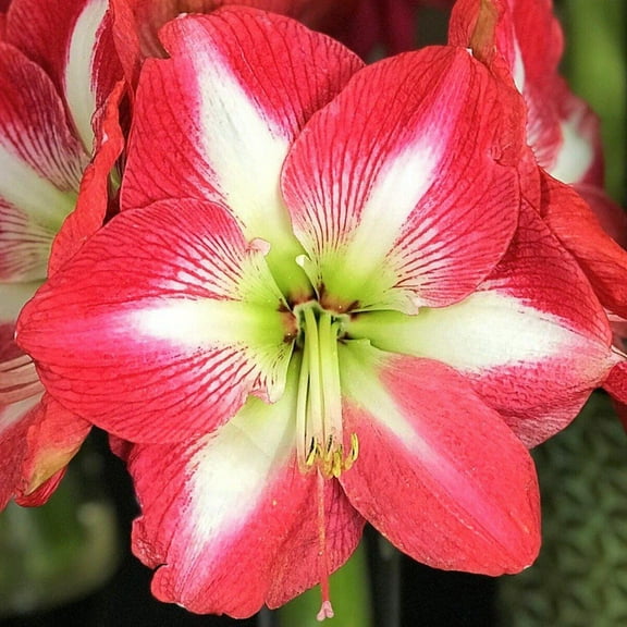 Easy to Grow Amaryllis Monte Carlo 1 Plant Bulb, Flower Indoor Holiday or Outdoor Spring Bloom