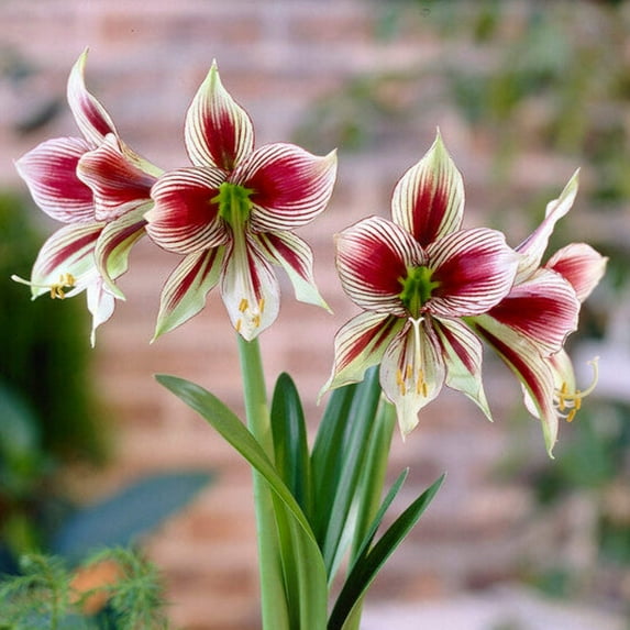 Easy to Grow Amaryllis Papilio Butterfly 1 Plant Bulb, Flower Indoor Holiday or Outdoor Spring Bloom