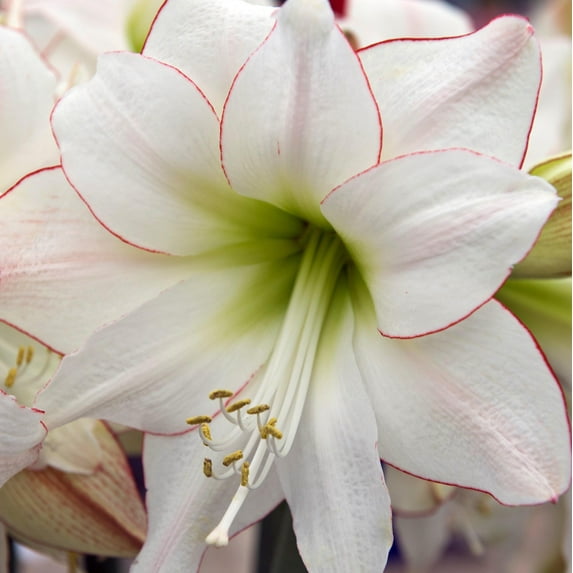 Easy to Grow Amaryllis Picotee 1 Plant Bulb, Flower Indoor Holiday or Outdoor Spring Bloom
