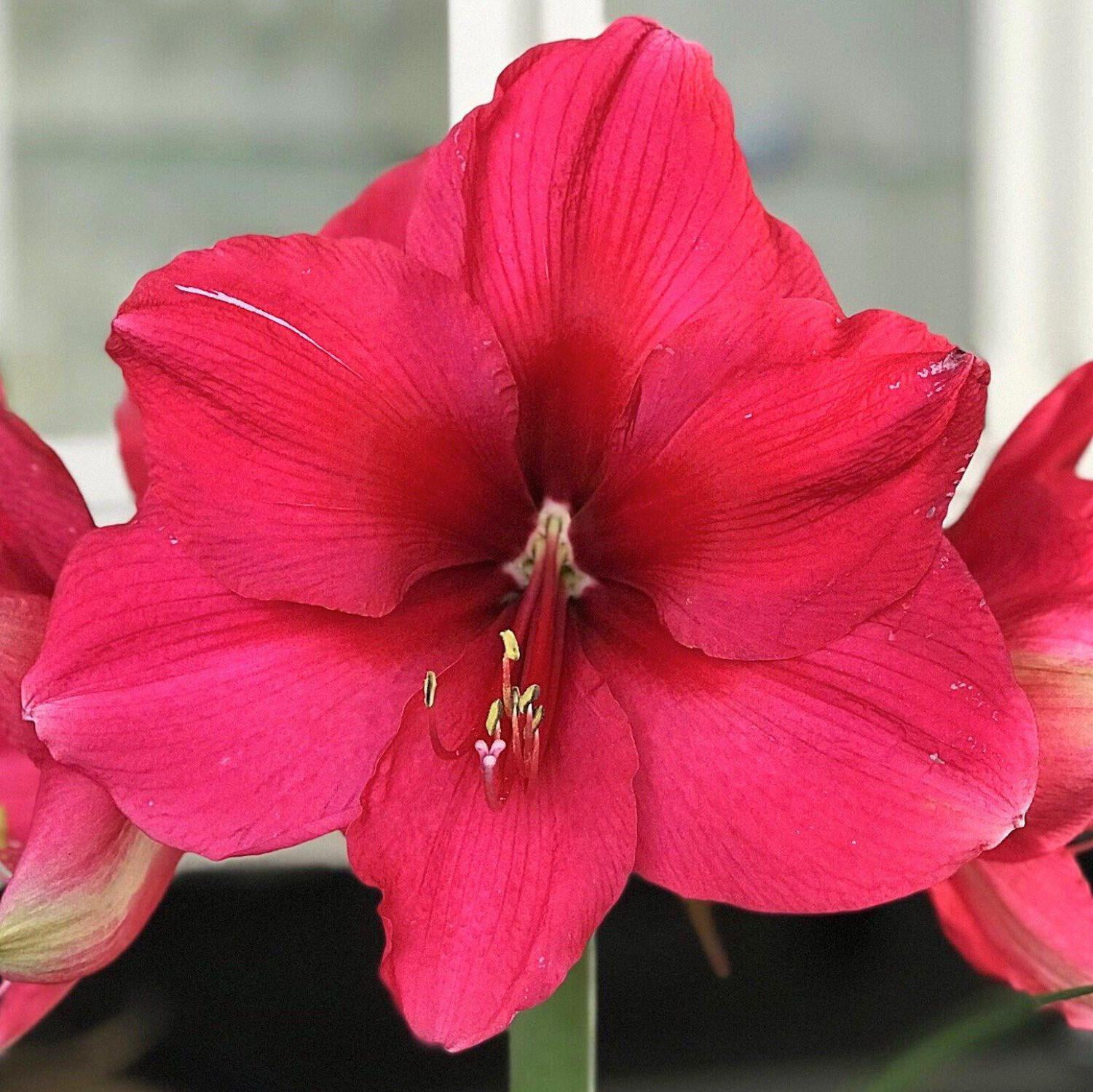 Easy to Grow Bulbs Amaryllis - Thumbnail 4