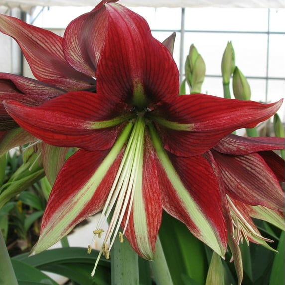 Easy to Grow Amaryllis Ruby Star 1 Plant Bulb, Flower Indoor Holiday or Outdoor Spring Bloom