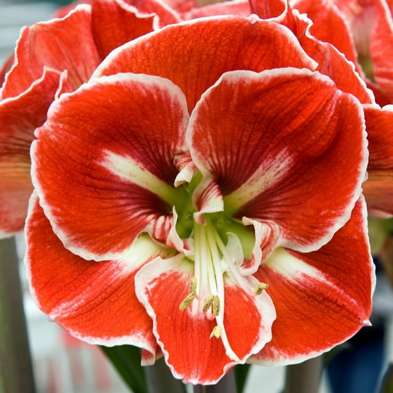 Easy to Grow Amaryllis Samba 1 Plant Bulb Red White Flower Indoor Holiday