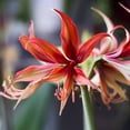 thumbnail image 1 of Easy to Grow Amaryllis Sumatra 1 Plant Bulb, Cybister Flower Indoor Holiday or Outdoor Spring Bloom, 1 of 3