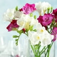 thumbnail image 1 of Easy to Grow Freesia Romance Collection 30 Plant Bulbs, Fragrant Flowers Spring Partial Sun, 1 of 1