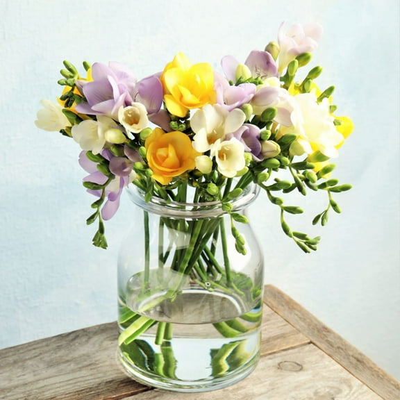 Easy to Grow Freesia Sunny Day Collection 45 Plant Bulbs, Fragrant Flowers Spring Partial Sun