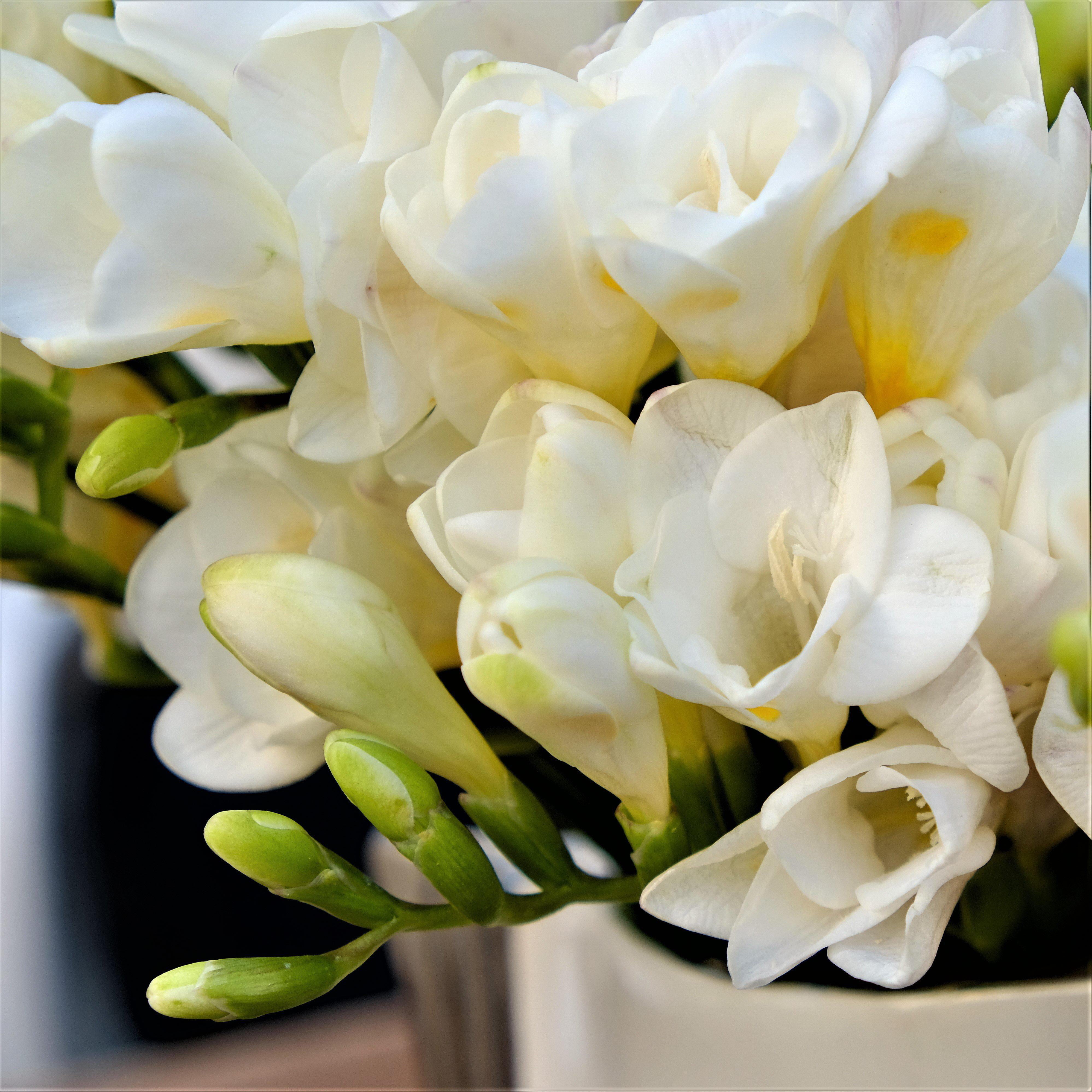 Easy to Grow Bulbs Freesia Wonder Collection - Thumbnail 3