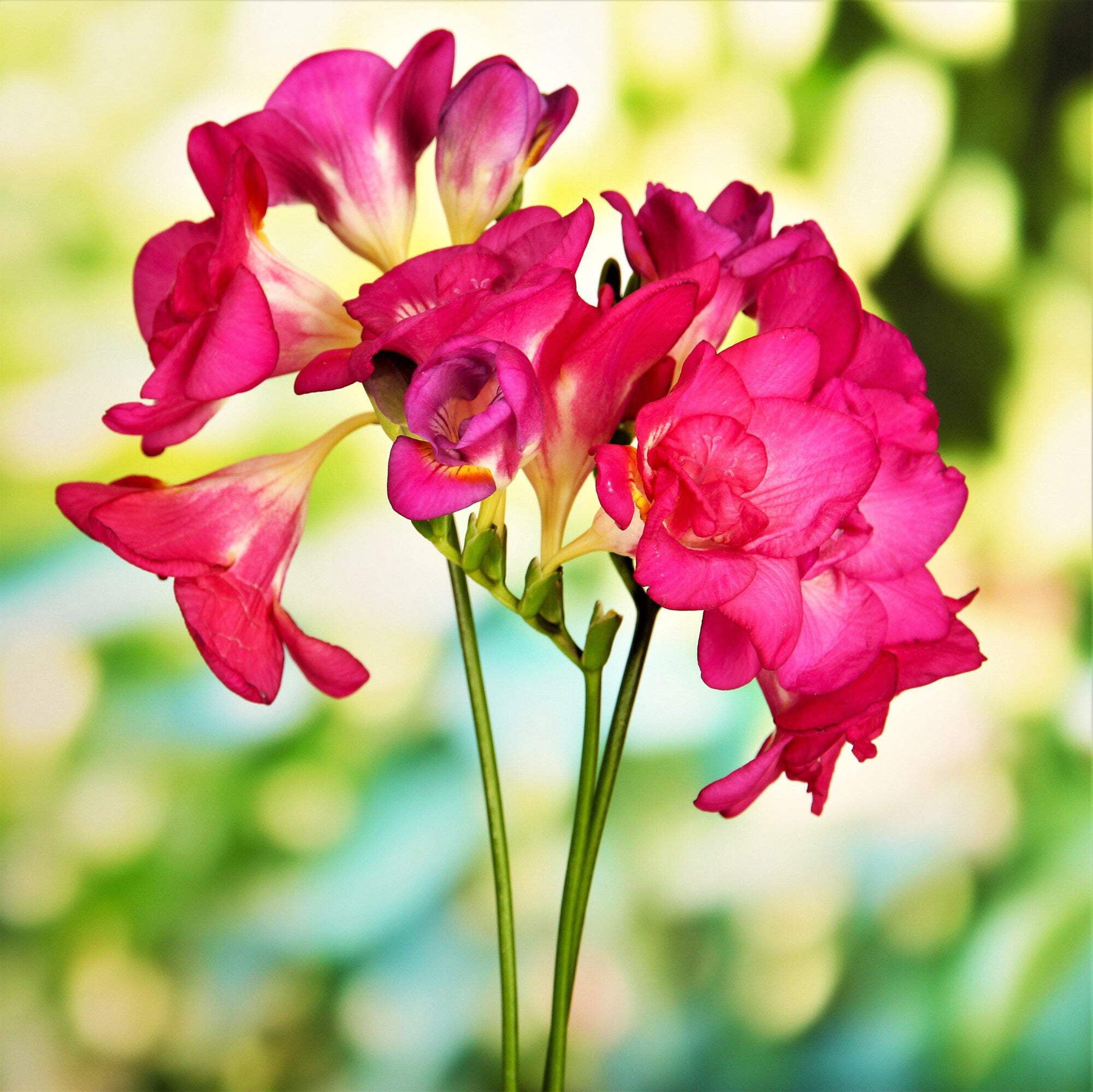 Easy to Grow Bulbs Freesia Heirloom Antique Alba - Thumbnail 2