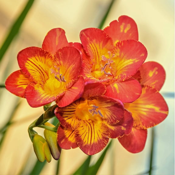 Easy to Grow Freesia Single Bicolor 15 Plant Bulbs Fragrant Flowers Spring Zones 9-11