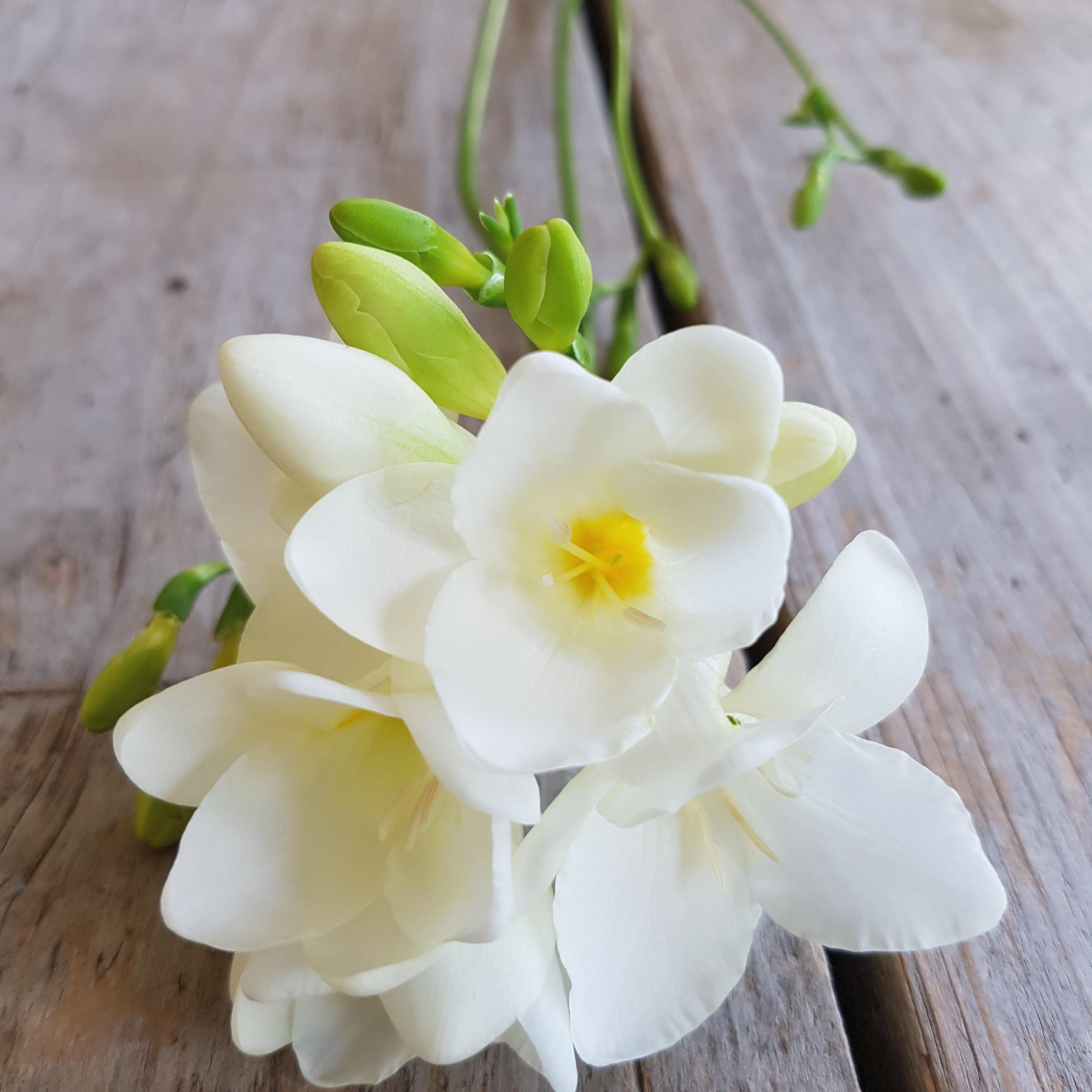Easy to Grow Freesia Single White 15 Plant Bulbs, Fragrant Flowers Spring Partial Sun