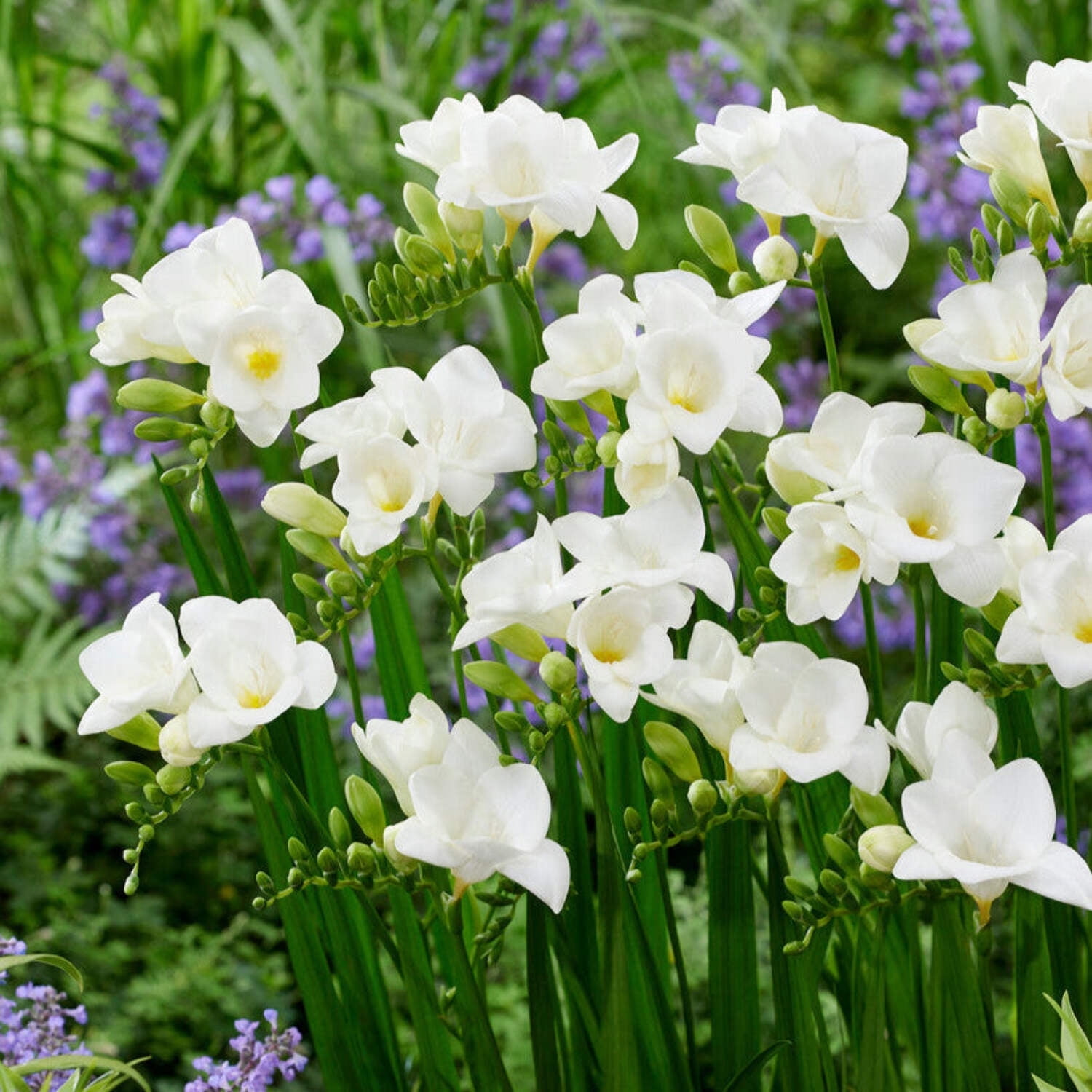 Easy to Grow Freesia Single White 15 Plant Bulbs, Fragrant Flowers Spring Zones 9-11