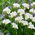 thumbnail image 1 of Easy to Grow Freesia Single White 15 Plant Bulbs, Fragrant Flowers Spring Zones 9-11, 1 of 5