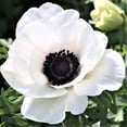 thumbnail image 1 of Easy to Grow Italian Anemone Bianco Centro Nero 10 Plant Bulbs, Zones 8-10, 1 of 2