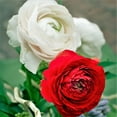 thumbnail image 1 of Easy to Grow Ranunculus Romance 20 Buttercup Plant Bulbs Spring Flowers, 1 of 3