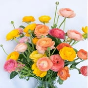 Ranunculus Buttercups Tropical Sunset 30 Bulbs Bundle, Fall Planting, Pink Yellow Gold Spring Flowers