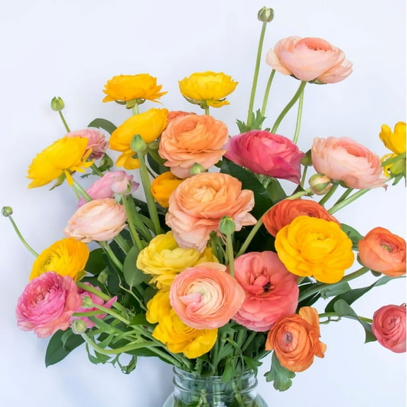Easy to Grow Ranunculus Tropical Sunset 30 Buttercup Plant Bulbs Spring Flowers