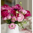thumbnail image 1 of Easy to Grow Ranunculus Very Berry 30 Buttercup Plant Bulbs Spring Zones 8-10, 1 of 2