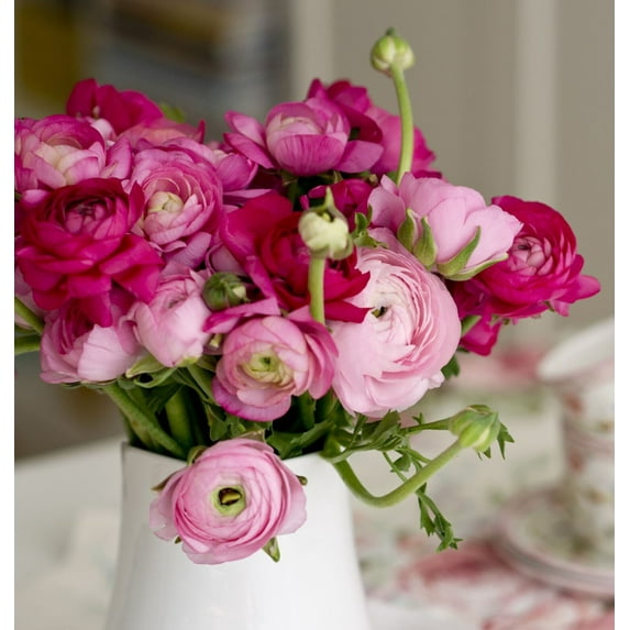 Easy to Grow Ranunculus Very Berry 30 Buttercup Plant Bulbs Spring Zones 8-10