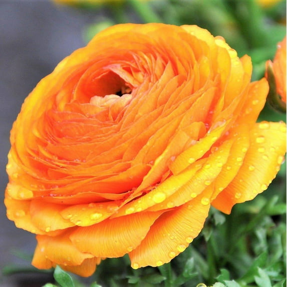 Easy to Grow Ranunculus Gold 10 Buttercup Plant Bulbs Spring Flowers