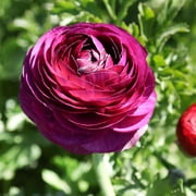 Ranunculus Buttercups Merlot 10 Bulbs, Fall Planting, Purple-Silver Spring Flowers