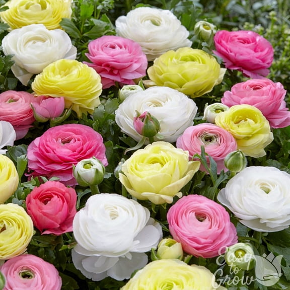 Ranunculus Buttercups Pastel Mix 10 Bulbs, Spring Planting, Soft Pink Yellow & White Flowers
