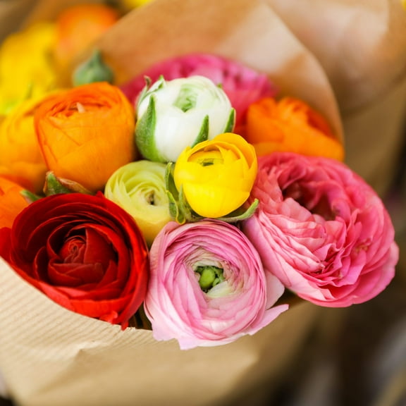 Easy to Grow Ranunculus Rainbow Mix 10 Buttercup Plant Bulbs Spring Flowers