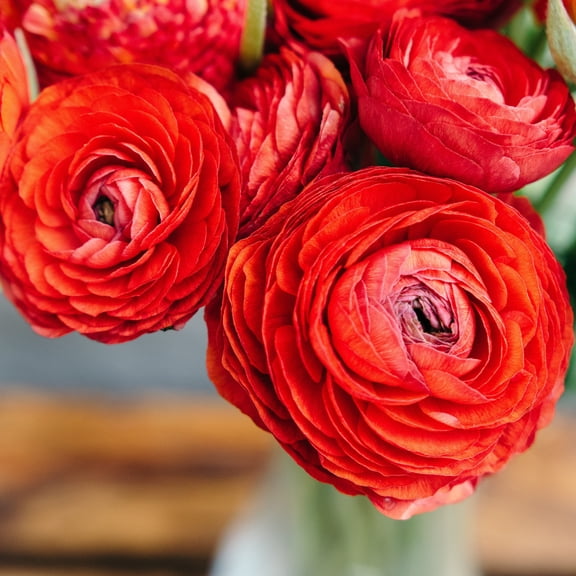 Ranunculus Buttercups Red 10 Bulbs, Spring Planting, Rich Red Flowers