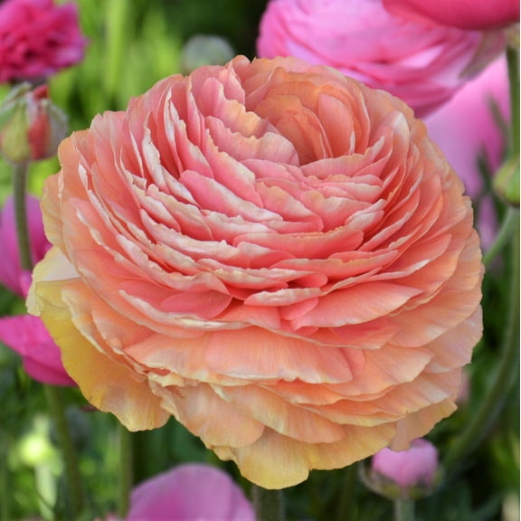 Ranunculus Buttercups Salmon 10 Bulbs, Fall Planting, Coral Pink Spring Flowers