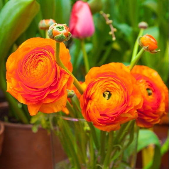 Ranunculus Buttercups Sunset 10 Bulbs, Spring Planting, Rich Orange Flowers