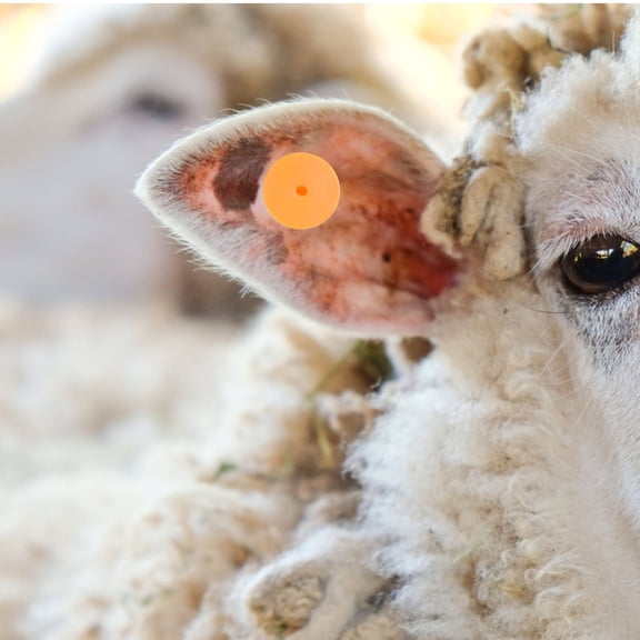 ETHZZLE 100 Sets Animal Identification Blank Cattle Ear Tags with Small Hole Punch for Livestock Management