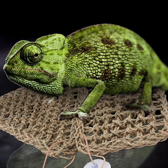 ETHZZLE 1Set Hanging Lizard Sleeping Bed Brown Natural Material Breathable Pet Hammock for Reptiles and Small Animals