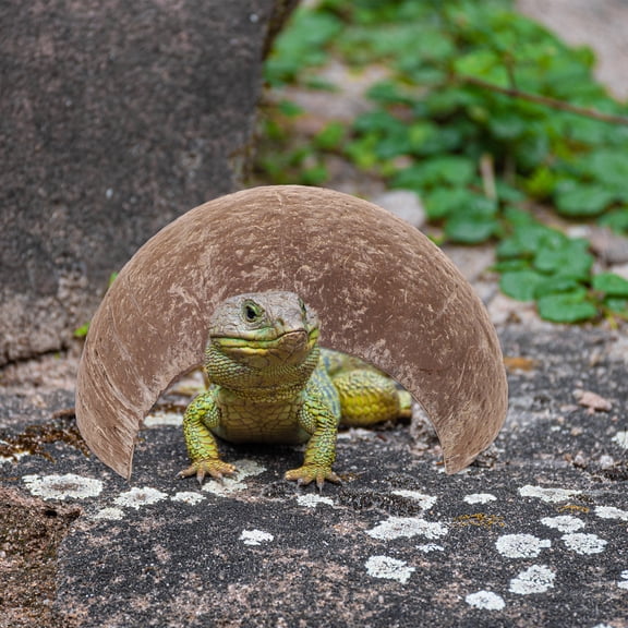 ETHZZLE 2-Pack Coconut Shell Reptile Hide with Realistic Details, Perfect Decoration and Shelter